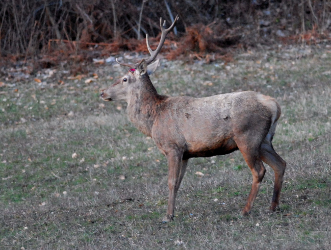 PASSIONE PER IL CERVO
